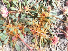 Cuscuta suksdorfii