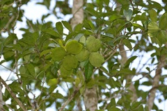 Semialarium mexicanum