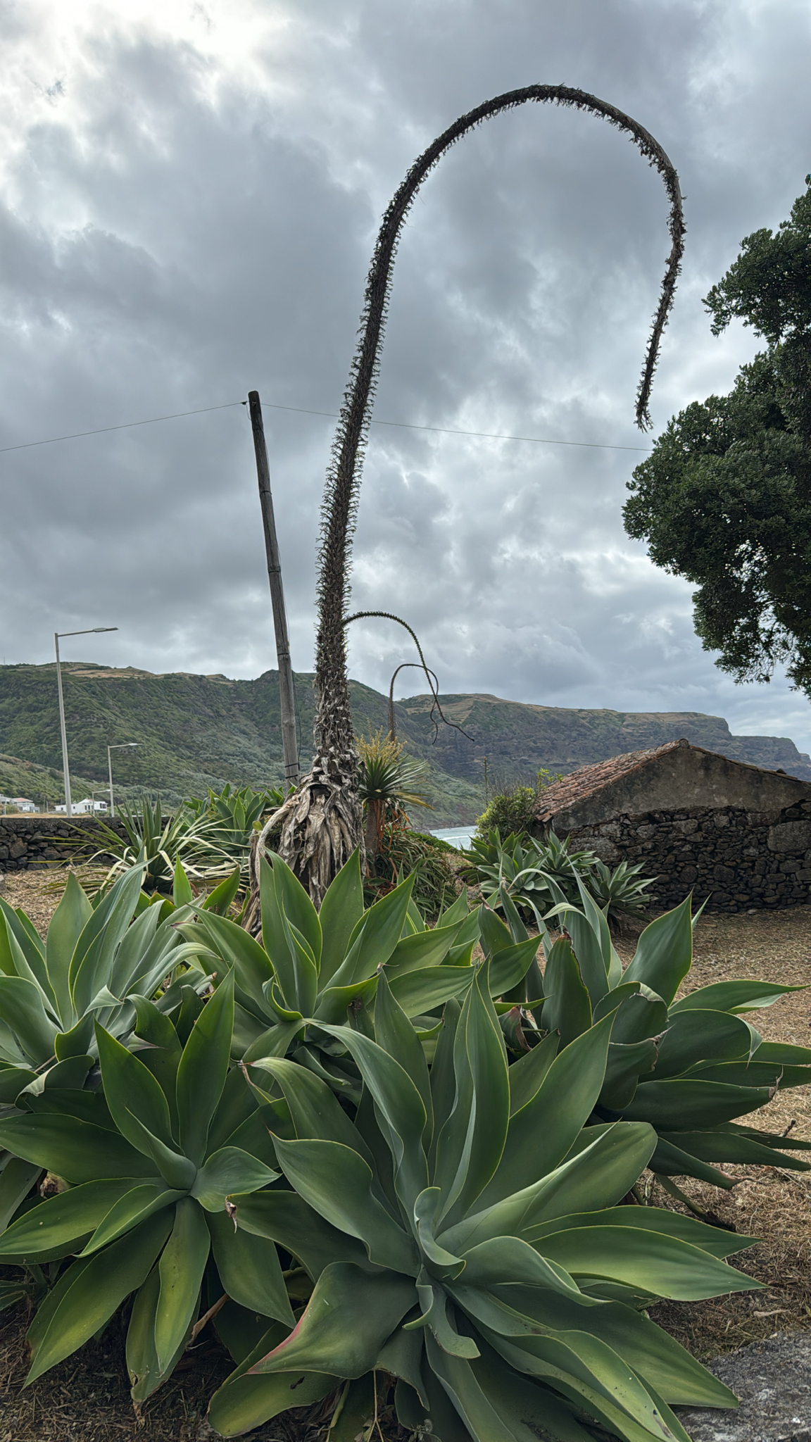 Imagem de Agave-dragão