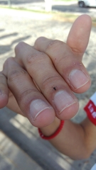 Araneae