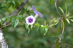 Ipomoea lindenii