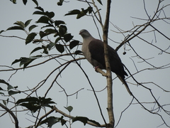 Ducula badia