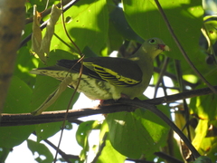 Treron curvirostra