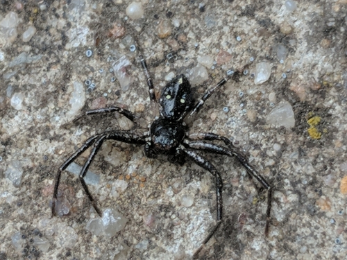 Photo of Country Crab Spider (Tharpyna campestrata)