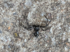 Tharpyna campestrata