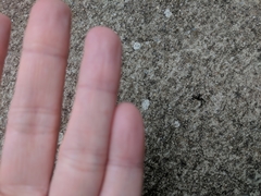 Tharpyna campestrata