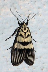 Heortia vitessoides