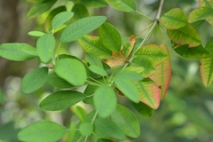 Euphorbia leucocephala