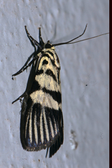 Heortia vitessoides