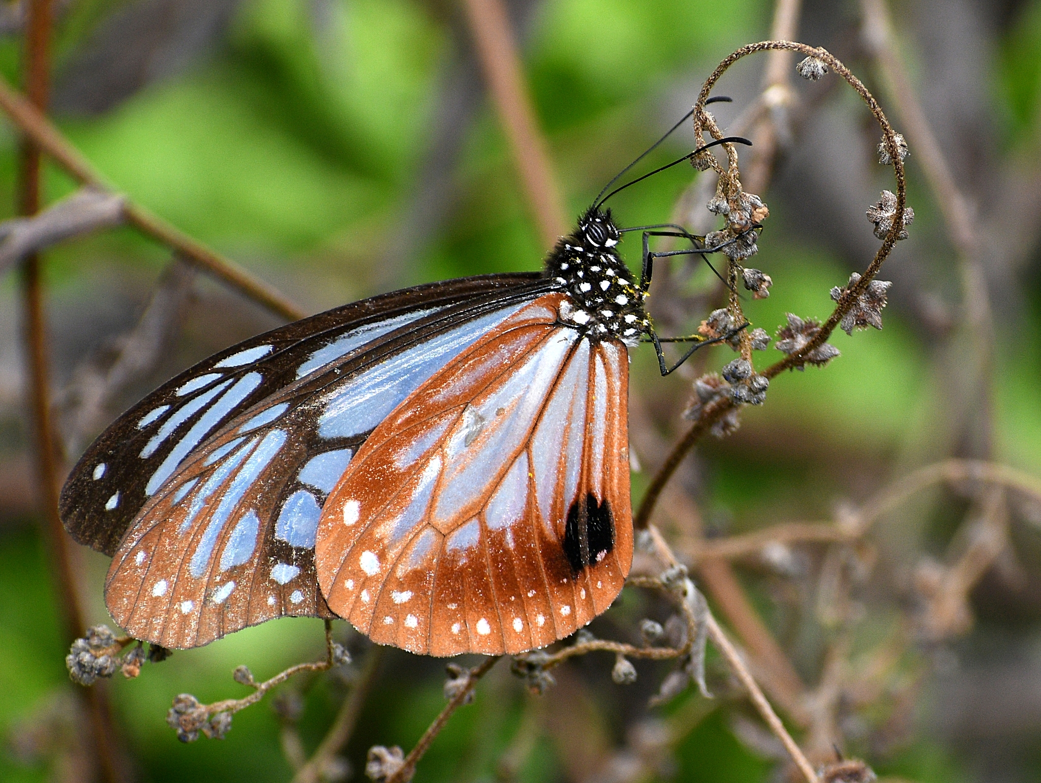 Pedong Tiger