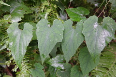 Thladiantha punctata