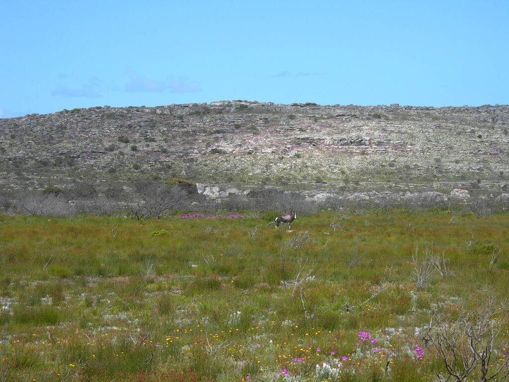 Damaliscus pygargus pygargus, Cape of Good Hope, Cape Point Rd, Cape Peninsula, Cape Town, 8001, South Africa, by rmmellor