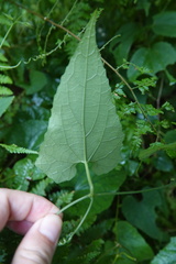 Thladiantha punctata