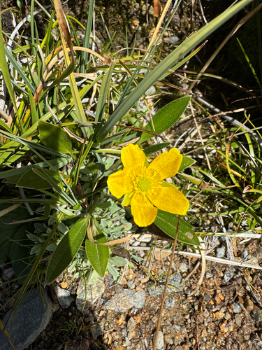 felted buttercup (Ranunculus muelleri)