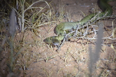 Pseudechis australis