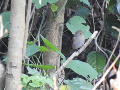 Niltava macgrigoriae