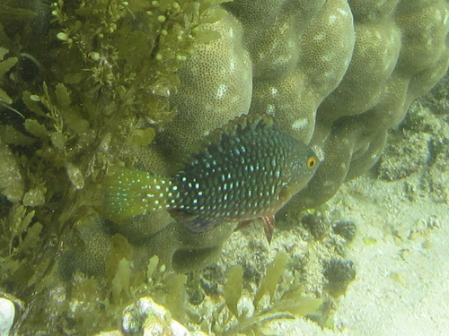 Scarus falcipinnis observed 2025-07-05