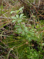 Galium tomentosum