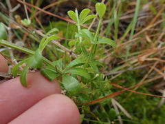 Galium tomentosum