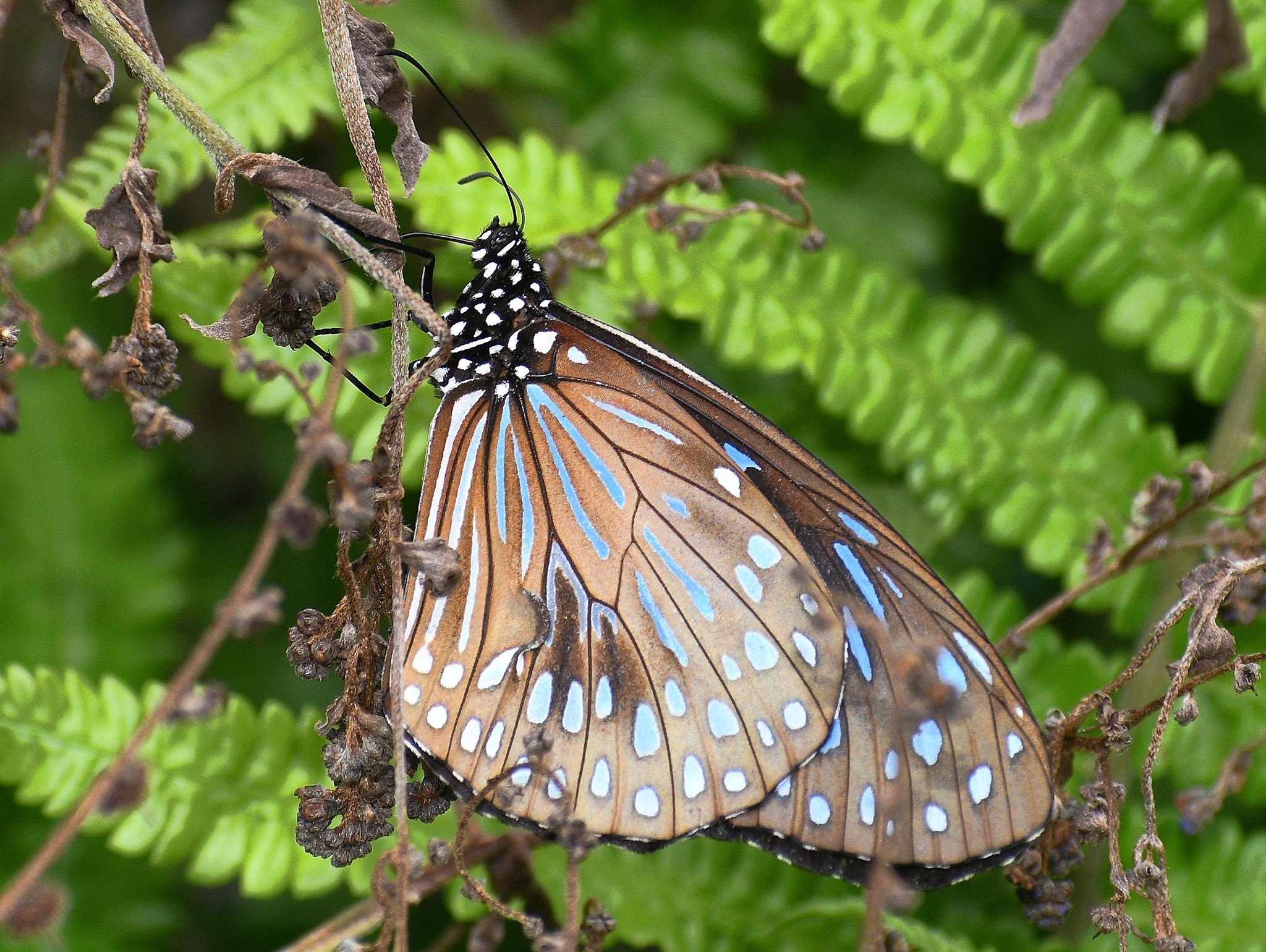 Dark Blue Tiger