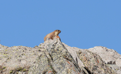 Menzbier's Marmot photo 2
