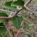 Thorn Pear - Photo (c) Adriaan Grobler, some rights reserved (CC BY-NC), uploaded by Adriaan Grobler