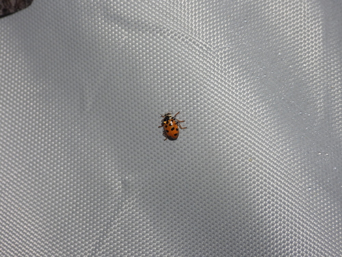Thirteen-spotted Lady Beetle photo 6