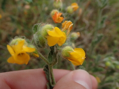 Hermannia stipulacea