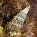 Horn Shell - Photo (c) Chris Taklis, some rights reserved (CC BY), uploaded by Chris Taklis