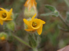 Hermannia stipulacea