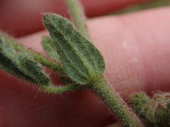 Hermannia stipulacea
