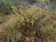Hermannia stipulacea