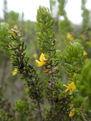 Aspalathus subtingens