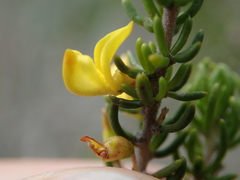 Aspalathus subtingens