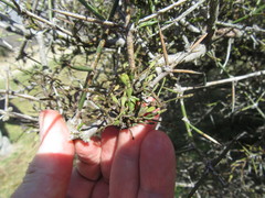 Korthalsella clavata