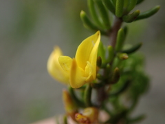 Aspalathus subtingens