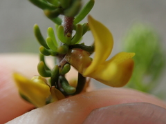 Aspalathus subtingens