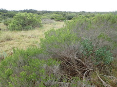 Aspalathus subtingens