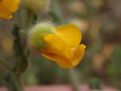 Hermannia stipulacea