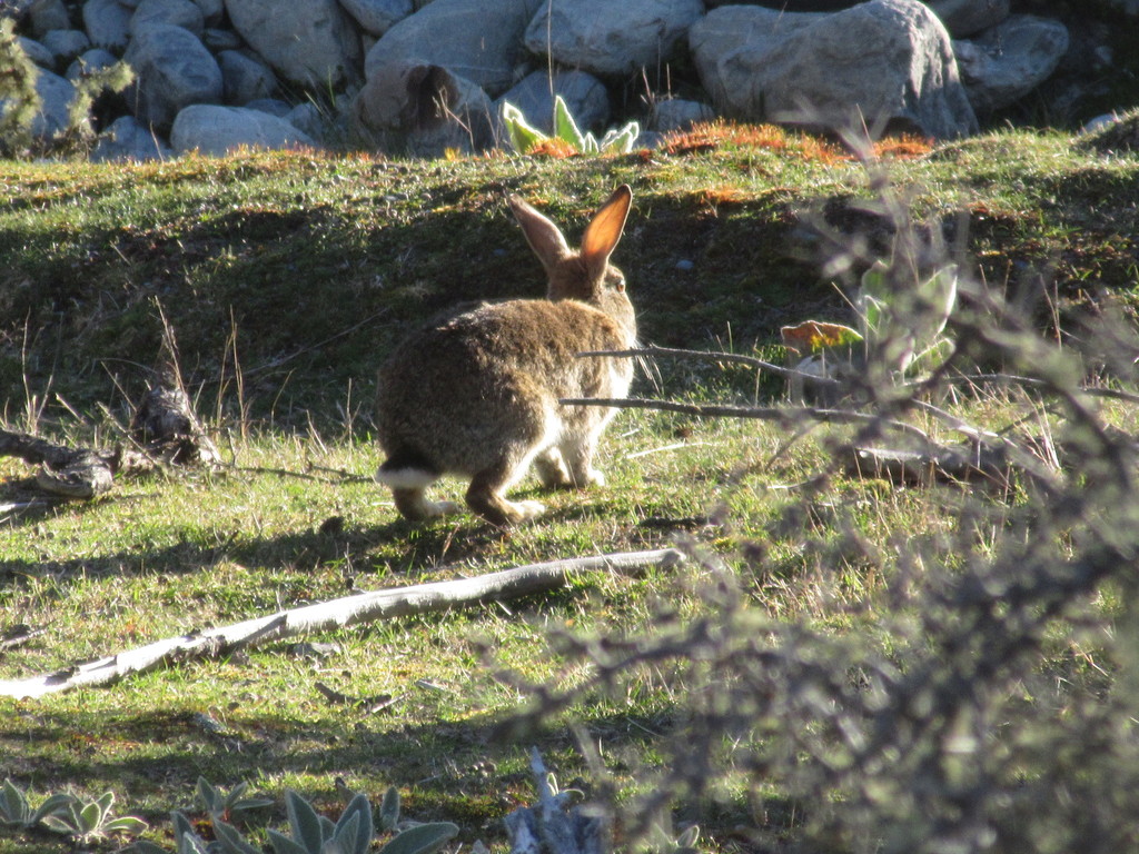 Eruo Mount Rabbit European Rabbit from Mount Cook 7999, New Zealand on October 02, 2019 ...