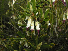 Conostephium pendulum