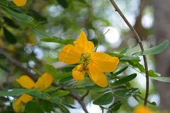 Senna skinneri
