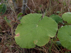Pelargonium odoratissimum