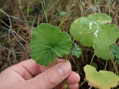 Pelargonium odoratissimum