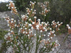 Lysinema pentapetalum
