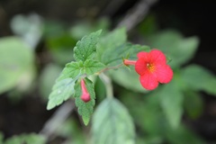 Achimenes erecta