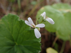 Pelargonium odoratissimum
