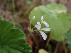 Pelargonium odoratissimum