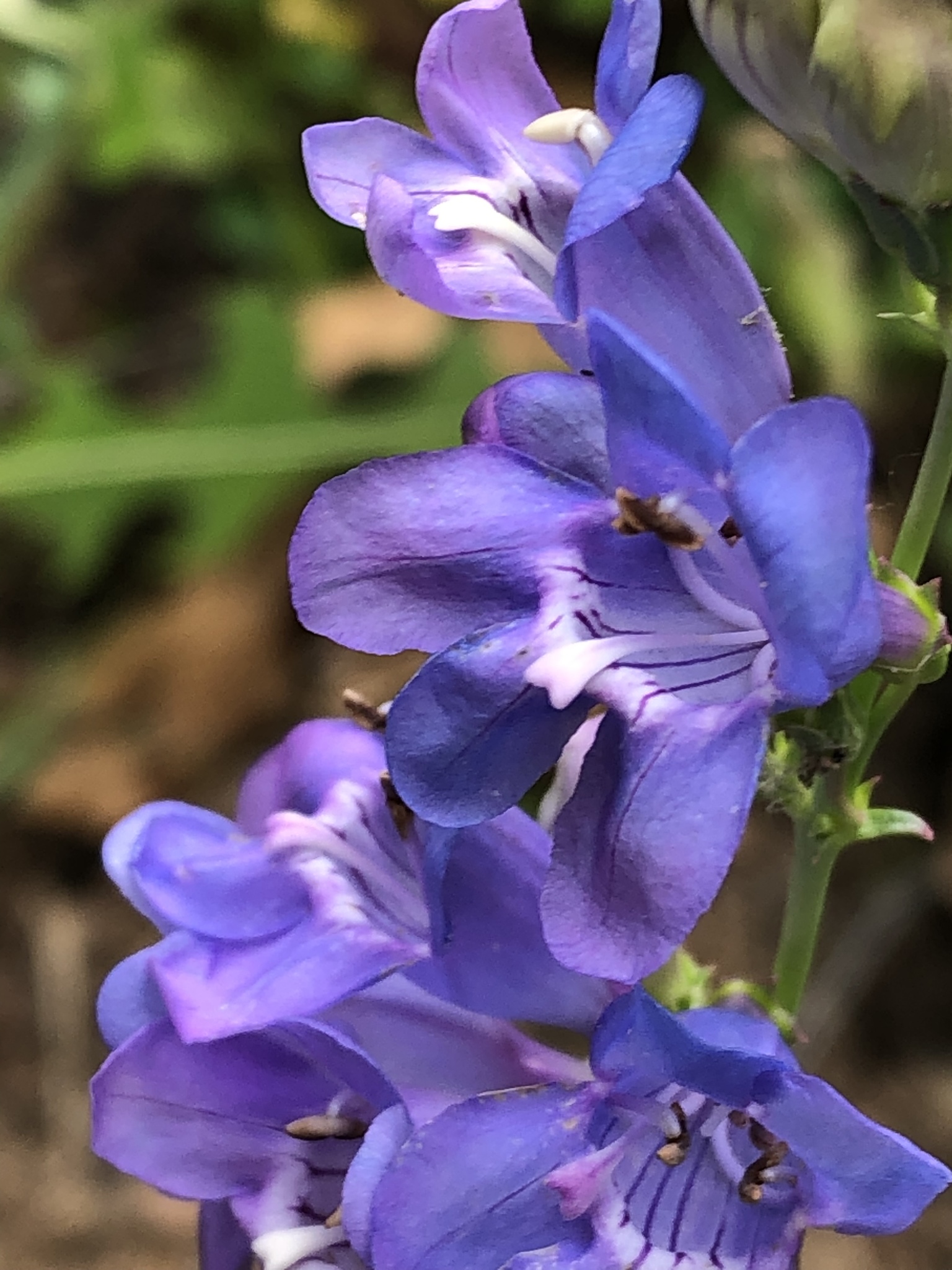 Penstemon virgatus var. asa-grayi