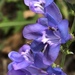 Gray’s Beardtongue - Photo (c) Jared Shorma, some rights reserved (CC BY), uploaded by Jared Shorma